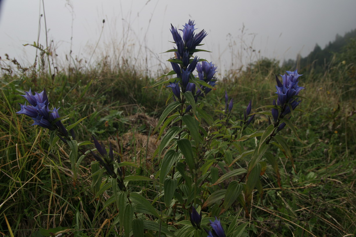 Gentiana asclepiadea